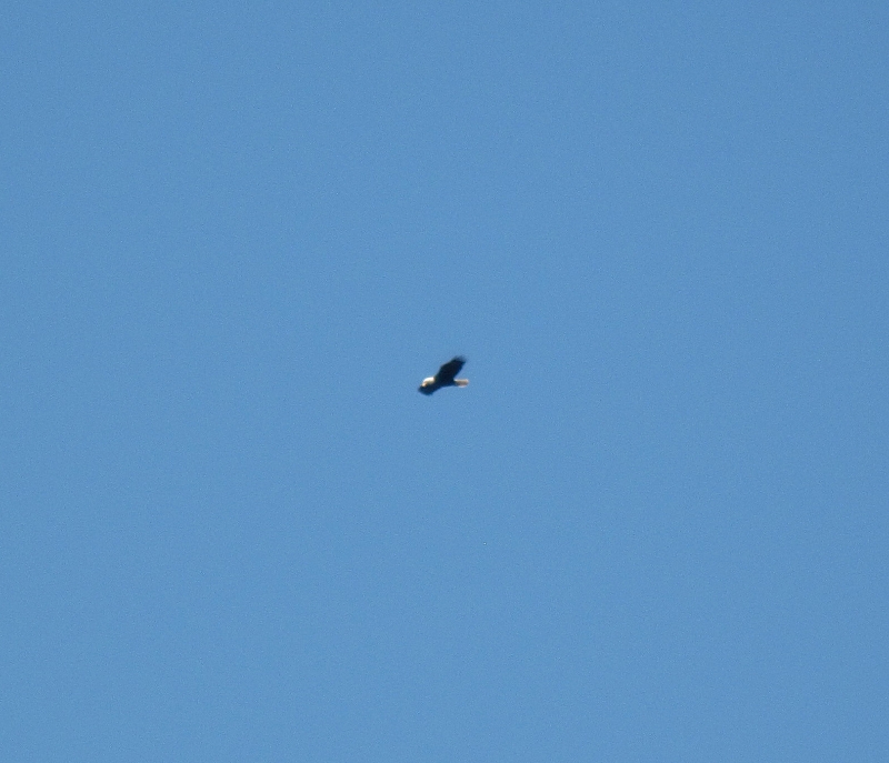 Bald Eagle Overhead